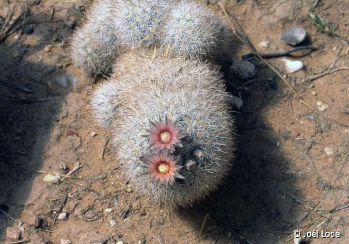 Escobaria sneedii ssp. orcuttii JLcoll.1508